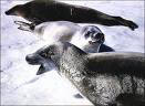 http://www.afsc.noaa.gov/nmml/gallery/pinnipeds/JBcrabeaters.htm